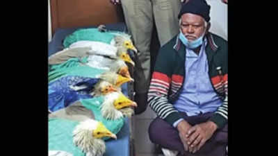 Madhya Pradesh: Egyptian vulture smuggling racket linked to foreign shores