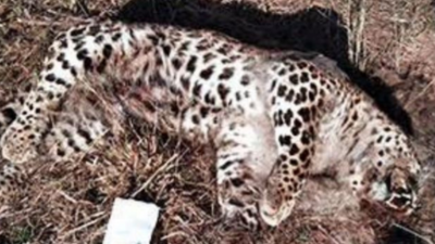 Nagpur: 6 animals found dead in Bhandara near each other