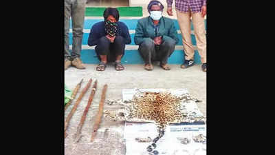 2 poachers held for trapping leopard, stabbing it to death in Madhya Pradesh