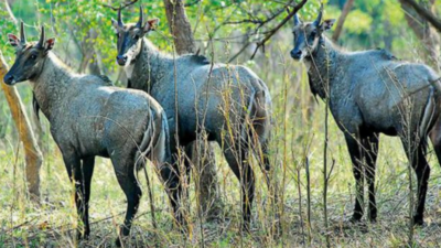 Gujarat's Nilgai Population Leaps 117% In 10 Years | Ahmedabad News - Times  of India