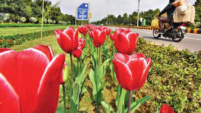 Delhi: February shows its true colours as tulips start blooming