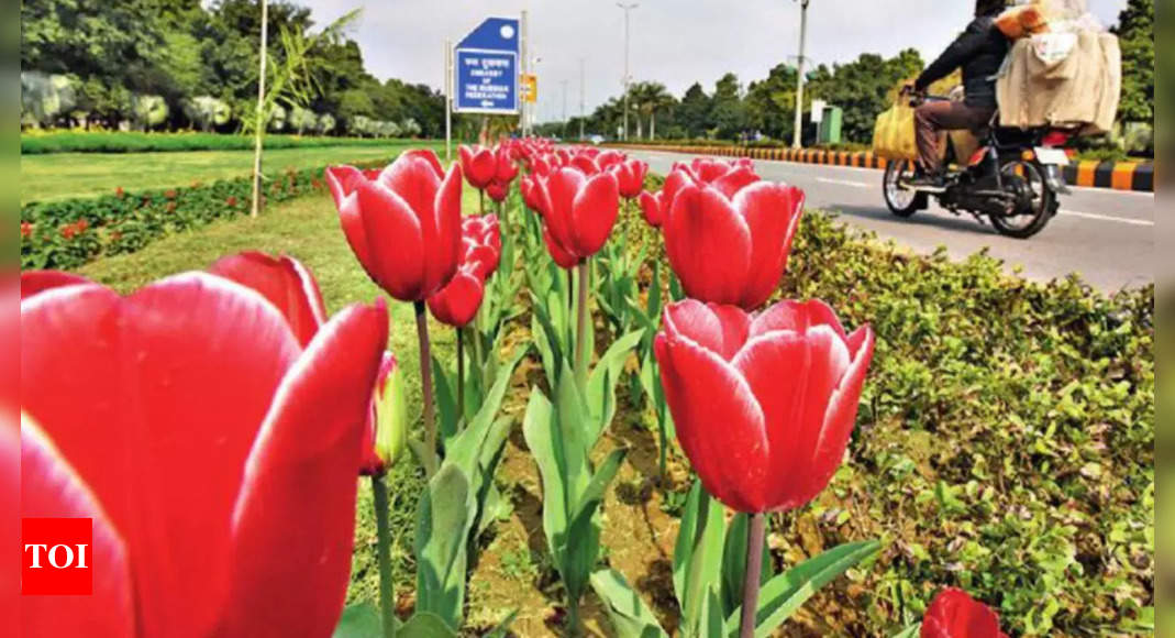 Delhi February shows its true colours as tulips start blooming Delhi News Times of India