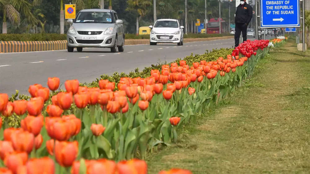 Sunshine & tulips add to colours of central Delhi