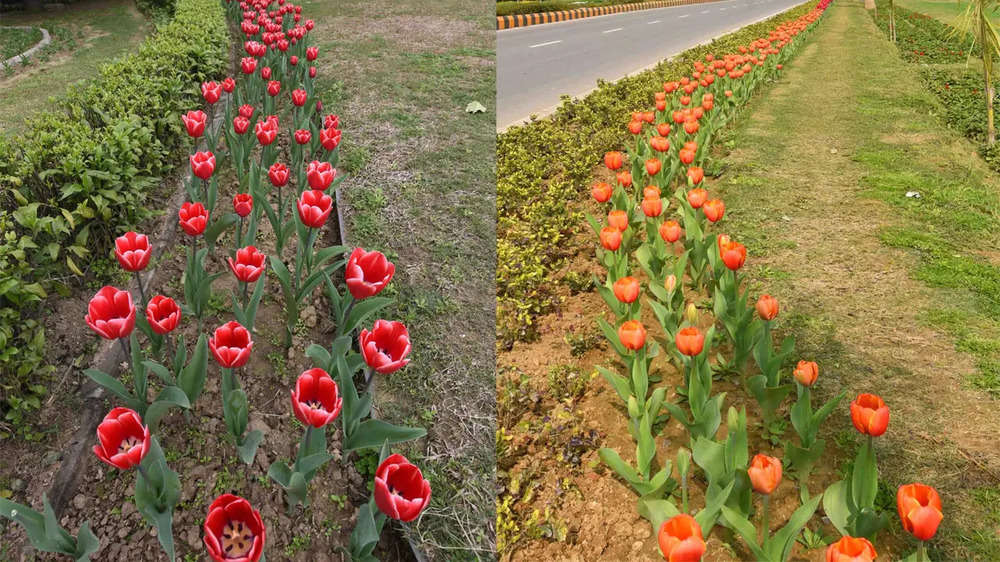 Sunshine & tulips add to colours of central Delhi