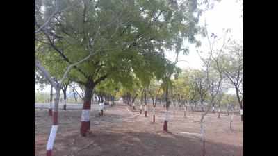 People plant, nurture 20k trees on 10 acre barren hill in Wardha