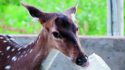 35 deer died on IIT-Madras campus in 6 months