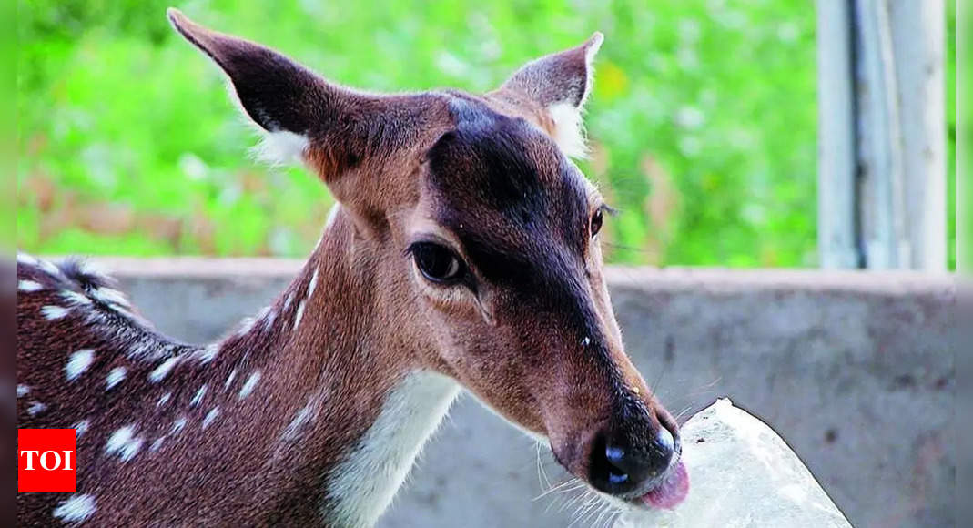 35 deer died on IIT-Madras campus in 6 months