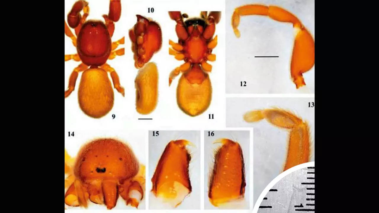 Two new 'shy' spider species found, named after Great Indian Bustard