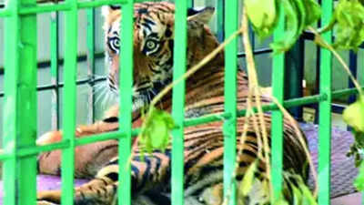 Tamil Nadu forest department is all set to rewild tiger cub from March