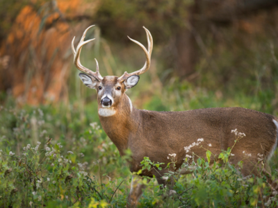 Coronavirus in animals: Study finds deer infected with Omicron variant