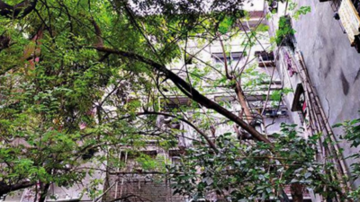Kolkata: Tree breaks woman’s fall after ‘suicide jump’