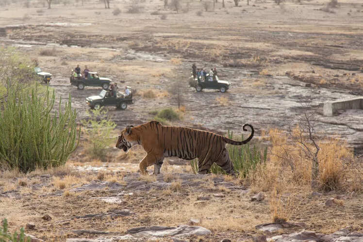 Best time for wildlife safaris