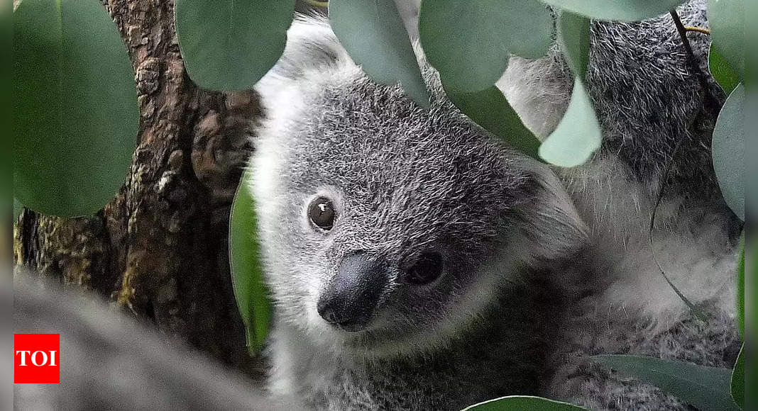 Australia warns koalas 'endangered' as numbers plunge