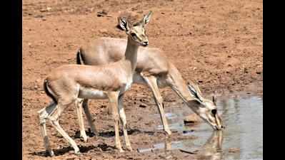 Chinkara population is growing in Bagalkot