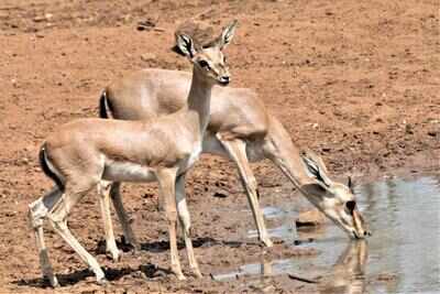 Chinkara population is growing in Bagalkot | Hubballi News - Times of India Chinkara population is growing in Bagalkot | Hubballi News - Times of India