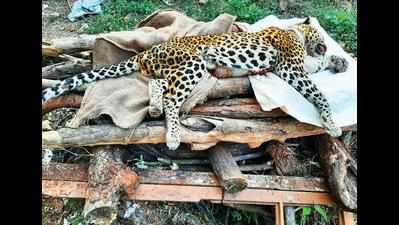 Trapped in cable snare at Mardol, leopard dies while attempting to release himself