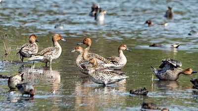 Winged guests snub Hyderabad lakes