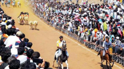 Bullock cart races resume in Pune after SC ban lifts