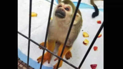 Chennai: Squirrel monkeys stolen from Vandalur zoo rescued, 4 held