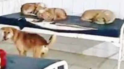 Bihar: Dogs occupy government hospital beds in Siwan