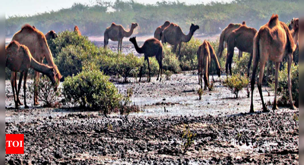 Kharai Camels: Endangered Kharai Camels Going Hungry | Rajkot News