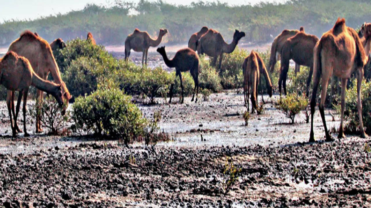 Kharai Camels: Endangered Kharai Camels Going Hungry | Rajkot News - Times  of India