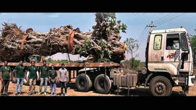 70-year-old banyan tree gets new lease of life in Telangana