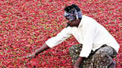 Red chilli pepper prices surge on crop damage in top exporter