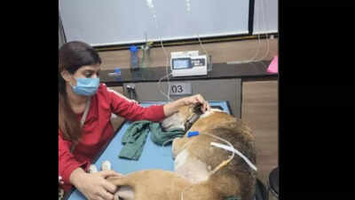 Mumbai: FIR against Bhayandar society members for animal cruelty | Mumbai News - Times of India Mumbai: FIR against Bhayandar society members for animal cruelty | Mumbai News - Times of India