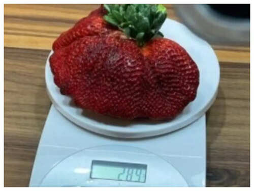 Israeli Man Grows Heaviest Strawberry Weighing 2 Gms Breaks World Record The Times Of India