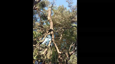 Mumbai: More trees cut in Aarey, greens want to know why