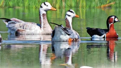 Gujarat: Census notes decrease in bird numbers at Nalsarovar