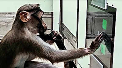 Iisc Lab Lets Monkeys Play & Work As Scientists Study