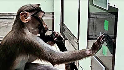 Monkey story on Stock Market dynamics!!