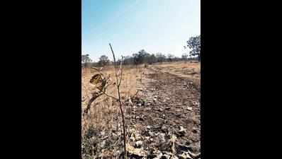 Forest dept responsible for NH-7 plantation failure: NHAI