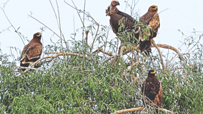 Madhya Pradesh: Vultures in Panna national park to be radio-tagged