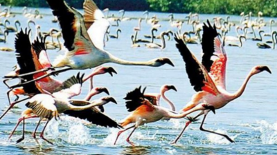 Maharashtra CM Uddhav Thackeray OKs proposal to tag Thane Creek ‘Ramsar site’