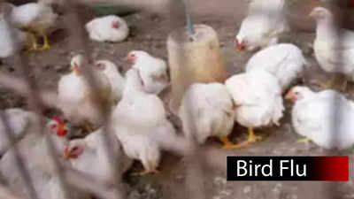 Bird flu scare: Hundreds of poultry culled in Maharashtra's Thane