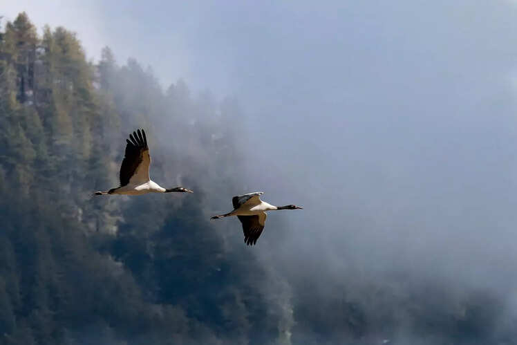 Spring in Bhutan—romantic experiences in a happy country | Times of ...