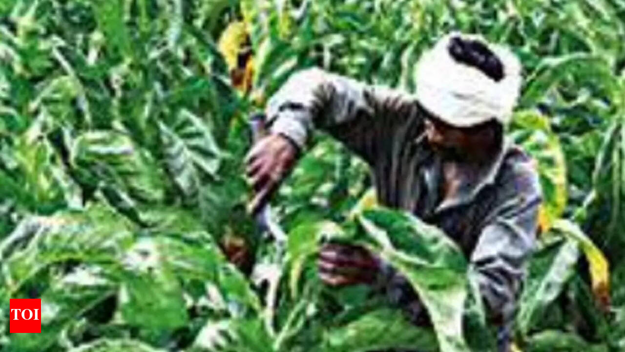 Tobacco Board raises crop size by 3 million kg for 2022-23 season |  Vijayawada News