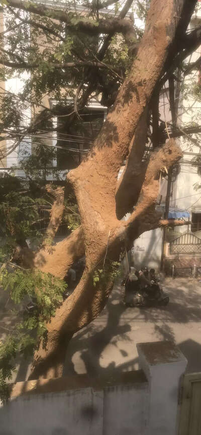 termite infection on tree can fall on road - Times of India