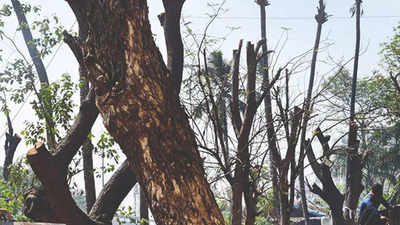 Trees ‘hacked’ for hoarding view at railway cops colony in Ghatkopar