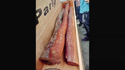 Seized: Smuggled red sanders worth Rs 2.4 crore bound for Taiwan