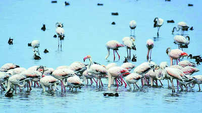 Bird watchers in Mumbai ‘race’ to save forest, hills & wetlands