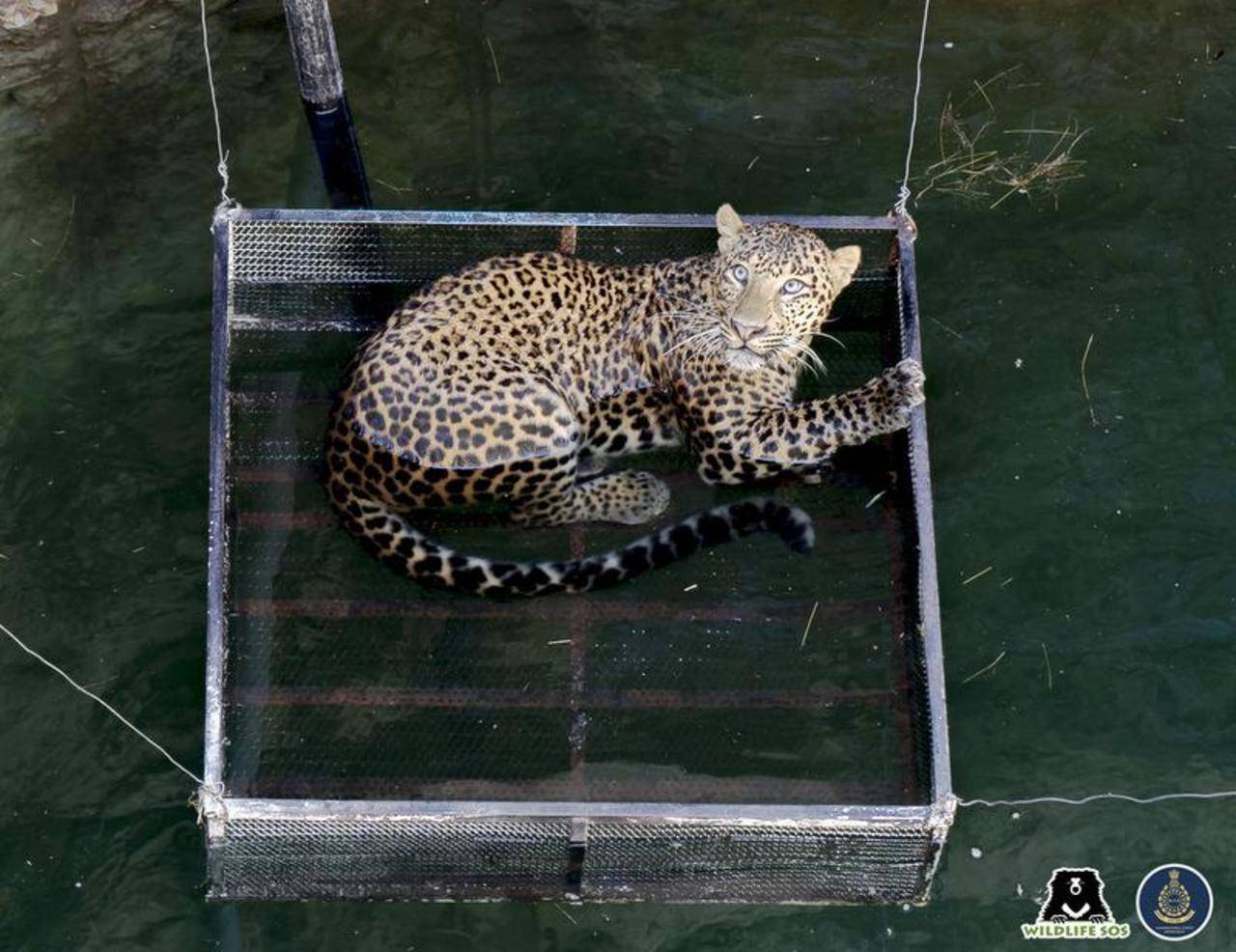 Drowning leopard rescued from 50-feet-deep well | Nagpur News - Times of India