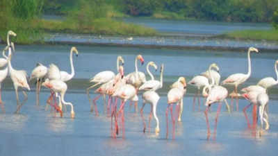 Navi Mumbai: NGT upholds CRZ 1 status of Panje wetland, dismisses Cidco, NMSEZ objections