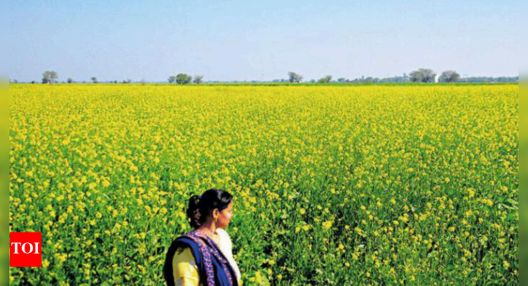 Mustard Mustard Cultivation Gets Popular In Punjab Chandigarh News Times of India