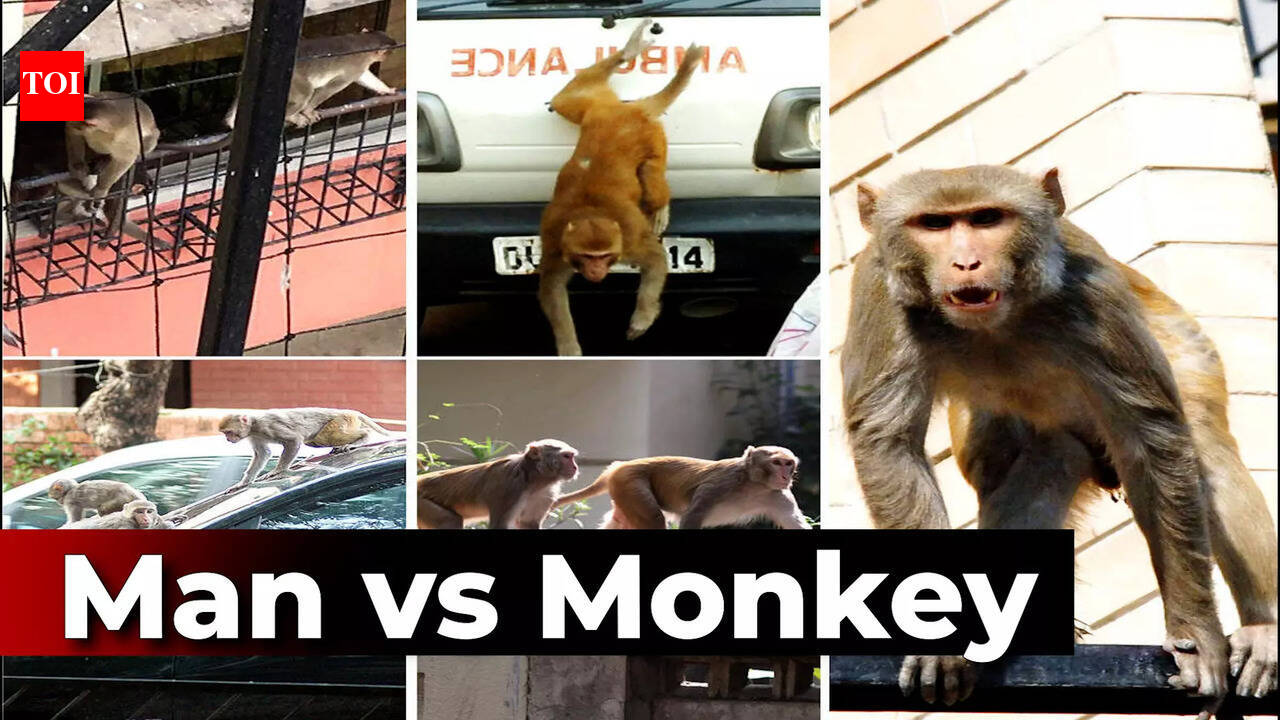 Keeping monkeys away from the PMO, opposition and defence ministry