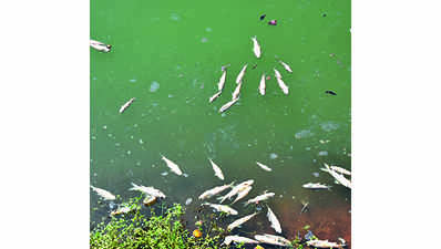 Thousands of dead fish found floating in Panchaganga