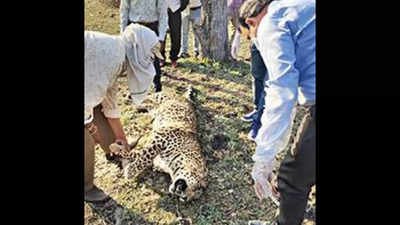 Leopard found dead in Madhya Pradesh, claws & whiskers removed